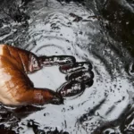 Если вы обнаружили нефтяное месторождение на своем участке, то у вас есть два возможных пути действия. Первый вариант - попытаться продать участок нефтяной компании за хорошую цену. Второй вариант - решить умолчать о наличии месторождения, заложить скважину, где была обнаружена нефть, и забыть об этом, чтобы избежать возможных проблем.