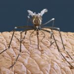 Комары могут казаться небольшими и безобидными насекомыми, но они являются носителями различных болезней и могут представлять значительную опасность для человека и животных. Вот некоторые из основных способов, которыми комары могут быть опасными:
