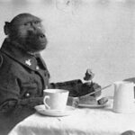 В августе 1915 года Альберт Марр явился на призывной пункт 1-й Южноафриканской пехотной бригады и запросил, чтобы его товарищем на фронте стал бабуин по имени Джеки, принадлежащий к разновидности чакма. После некоторой раздумья офицеры согласились зачислить этого необычного бойца в ряды полка.