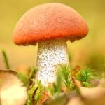 Для того, чтобы понять, что гриб спелый, нужно обратить внимание на несколько признаков: