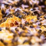 Мёд получают из нектара цветов, который пчёлы высасывают хоботком. Это начало процесса превращения нектара в мёд. У пчел есть два желудка - первый для их собственного питания, а второй, медовый зобик, для хранения нектара. В зобике емкостью около 70 миллиграммов, пчелы приносят нектар в улей. Чтобы заполнить его, пчела должна облететь 1000-1500 цветков, а для приготовления 1 килограмма мёда понадобится облететь около 10 миллионов цветков, что соответствует расстоянию, превышающему окружность экватора в 10 раз.