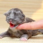 Определить пол котенка можно, обратив внимание на некоторые визуальные и анатомические различия между самцами и самками.