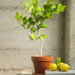 Выращивание лимона из косточки - это забавный и интересный процесс, который может занять несколько лет. Следуйте этим шагам, чтобы вырастить лимон из косточки: