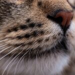 Как и люди, кошки являются млекопитающими, покрытыми шерстью. Однако существуют явные различия в распределении и характеристиках шерсти. В отличие от людей, у которых волосы на голове обычно гуще, чем на руках и ногах (если только они не страдают облысением), у кошек они распределены относительно равномерно по всему телу. Кроме того, у человека волосы на голове растут длиннее, чем на других участках тела, в то время как у некоторых пород кошек, таких как персы и мейн-куны, длина шерсти по всему телу остается неизменной. Кроме того, хотя у людей есть волосы на лице, известные как усы, они гораздо менее заметны по сравнению с великолепными усами кошек.