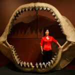 Мегалодон (научное название: Carcharocles megalodon), что означает "большой зуб") - вымерший вид акул, живший примерно 23-3,6 миллиона лет назад, в период от нижнего миоцена до плиоцена. Большинство оценок размера мегалодона экстраполируются на основе зубов; максимальная длина оценивается до 18 метров , а средняя длина оценивается в 10,5 метров.