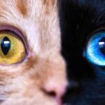 Иногда у собак можно заметить необычное явление — глаза разного цвета, например, один коричневый, а другой голубой. Это явление называется гетерохромия и связано с особенностями генетики. Однако не только собаки могут обладать такими глазами. Давайте разберёмся, какие ещё животные обладают этим признаком и почему это происходит.